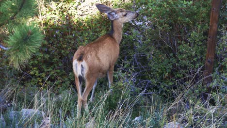 Mule-Deer-doe-grazing-and-pulling-leaves-from-a-bush