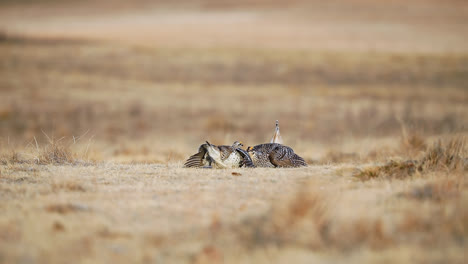 Zwei-Spitzschwanzhühner-Tanzen-Auf-Dem-Lek-Habitat-In-Saskatchewan,-Kanada