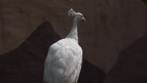Portrait-of-a-leucistic-white-peacock-in-its-natural-habitat,-colour-mutations-of-Indian-peafowl-spotted-at-bird-sanctuary