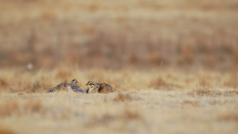 Two-Sharp-tailed-grouse-battle-on-lek,-part-of-mating-ritual