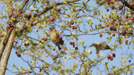 Lovely-pair-of-cedar-waxwing,-bombycilla-cedrorum-spotted-in-wild-nature,-perching-on-a-fruitful-tree,-feeding-on-delicious-berries,-spread-its-wings-and-fly-away