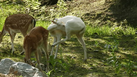 Eine-Herde-Von-Weißwedelhirschen,-Odocoileus-Virginianus,-Die-Auf-Dem-Gras-Nach-Nahrung-Suchen,-Ein-Token-Von-Weißen-Hirschen-Mit-Leukistischer-Mutation,-Entdeckt-Im-Algonquin-Park,-Ontario,-Kanada