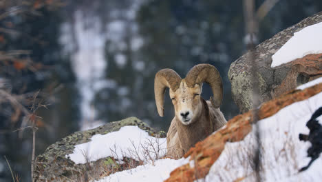 Male-Bighorn-Sheep---Ram-With-Curved-Horns-Sleeping-Between-The-Rocks-At-Winter-In-Alberta,-Canada