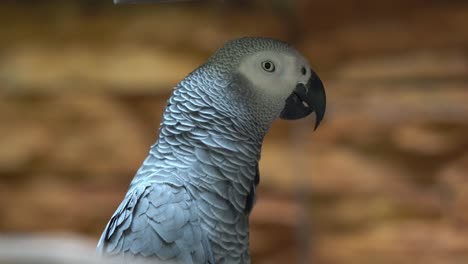 Close-up-shot-of-a-Congo-African-grey-parrot,-psittacus-erithacus,-with-food-stored-in-its-crop,-squawking-and-talking-in-its-habitat,-wildlife-close-up-shot