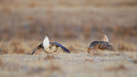 Sharp-tailed-Grouse-Mating-Ritual-Dance-On-Lekking-Habitat