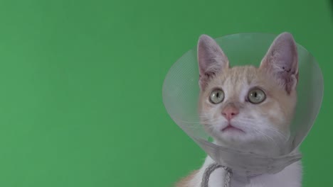 A-kitten-wearing-a-pet-cone-on-a-green-screen