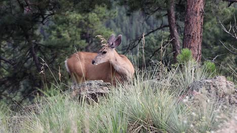 Mule-Deer-doe-looking-around-and-scratching-her-stomach