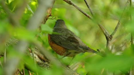 Single-american-robin,-turdus-migratorius-standing-with-one-feet-on-the-tree-branch-to-stay-warm-and-reduce-heat-lost-through-unfeathered-limb-against-swaying-tree-leaves-during-the-day