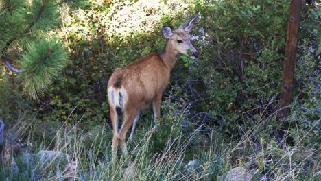 Mule-Deer-doe-pulls-a-branch-from-a-bush-and-eats-it