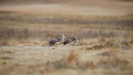 Two-Sharp-tailed-Grouse-On-Lekking-Habitat,-Dancing-Ground-In-Saskatchewan,-Canada