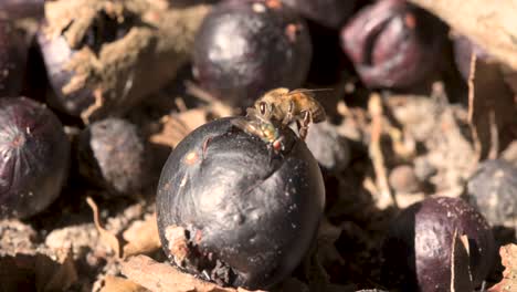 Bees-and-flies-are-attracted-to-the-sweet-fruits-of-"Jaboticaba"-Brazilian-Tree-Grape-lying-on-the-ground