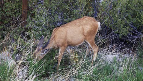 Mule-Deer-doe-grazing-on-grass-in-front-of-bushes