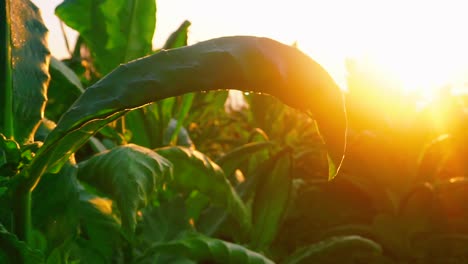 Close-up-shot-of-green-leaves-of-Tobacco-Plant-against-golden-sunrise-in-the-morning-1