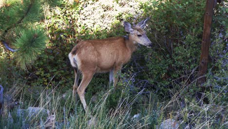 Alert-Mule-Deer-doe-stops-eating-to-look-for-threats