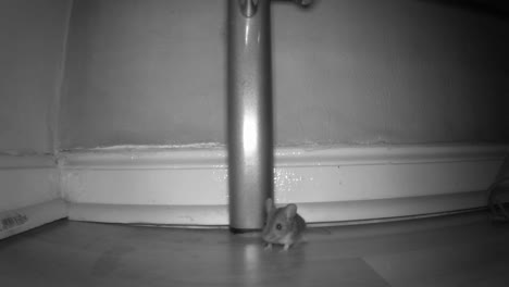 A-field-mouse-stops-when-it-sees-the-trail-camera