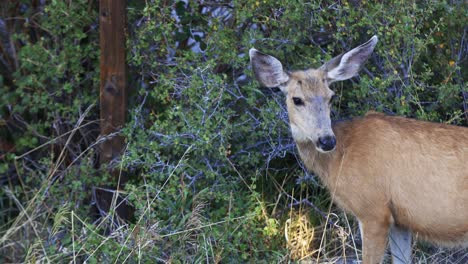 Mule-Deer-doe-eating-from-a-bush-and-looking-around