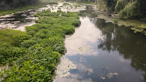 Tiefflugaufnahmen-Verschiedener-Wasserpflanzen-In-Michigan