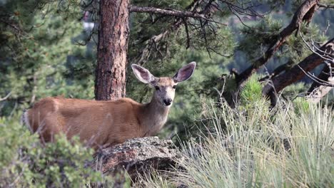 Mule-Deer-Doe-intently-staring-at-the-camera,-handheld