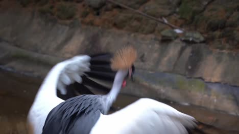 Beautiful-African-crowned-crane,-balearica-regulorum,-standing-on-the-river-bank,-spread-and-flap-its-majestic-wings,-wildlife-close-up-shot