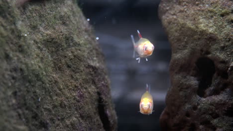 Zwei-Albino-Fische-Schwimmen-In-Einer-Unterwasserhöhle