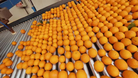 Oranges-rolling-on-grading-and-sorting-machine-in-industrial-packaging-plant-1