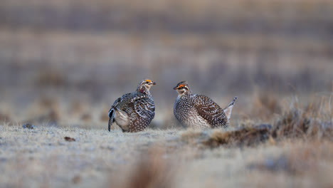 Two-Sharptail-Grouse-on-lek-sizing-each-other-up,-Saskatchewan,-Canada