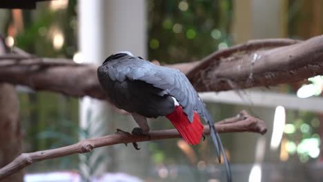 Smart-and-intelligent-Congo-African-grey-parrot,-psittacus-erithacus-perching-on-tree-branch,-stretching-its-wings-and-feet-to-relieve-muscles-tension-and-improve-blood-circulation