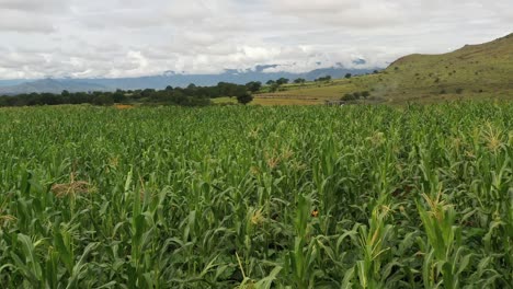 Luftbild-Auf-Einem-Maisfeld-In-Mexiko