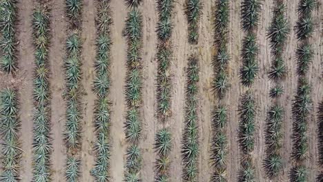 Birds-Eye-Shot-Above-Agave-Planted-Side-By-Side,-Beautiful-Mexican-Landscape