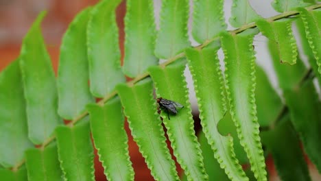 A-fly-rest-perched-on-a-fern-leaf,-deep-focus