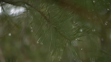 Pine-tree-spa-resort,-close-upof-rain-droplets-on-branch-of-pine-needles