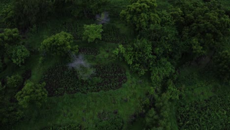 Aerial-top-view-green-rain-forest-jungle,-Bali-Indonesia