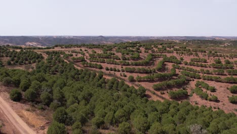 Fly-Over-Vast-Plantation-Of-Cork-Oak-Trees-In-Alentejo,-Portugal-During-Sunny-Day