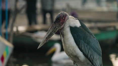 Portrait-Of-A-Marabou-Stork-In-Fish-Market,-Lake-Awassa,-Ethiopia