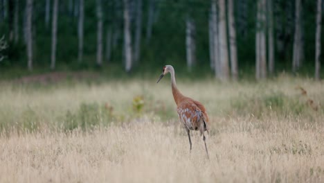 Blue-and-red-Sandhill-Crane-cleans-his-feathers-in-a-freshly-cut-field
