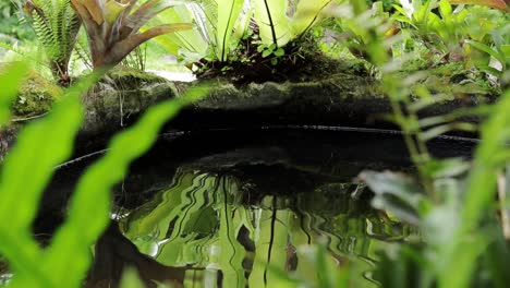 Plant-reflection-on-rippling-water-pond-surface