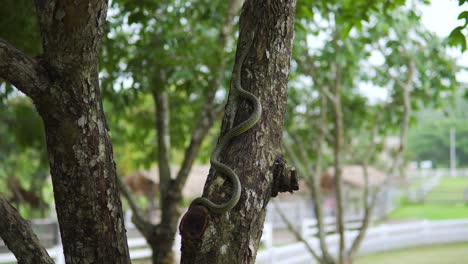 Handheld-medium-shot-tilting-up-to-follow-a-small-snake-crawling-up-a-tree