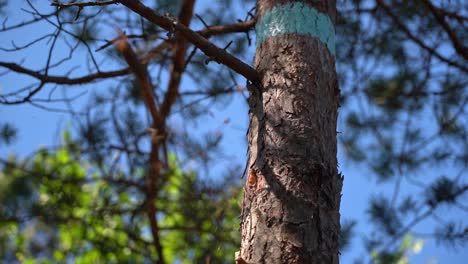 Dry-pine-branch-cut-of-by-small-hiking-axe-and-flying-through-the-air-in-slow-motion---Summer-morning-in-nature-with-blue-sky-shallow-depth-background