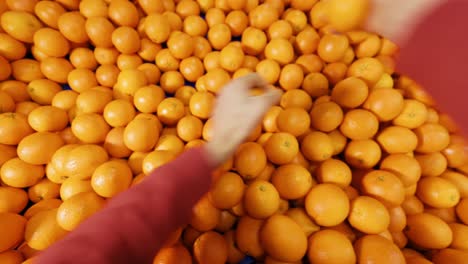 Orangen-Werden-Im-Zitruspackhaus-Sortiert-Und-Verpackt
