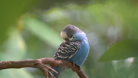 Periquito-Azul-Vibrante,-Melopsittacus-Undulatus,-Acicalándose-Y-Arreglando-Sus-Hermosas-Plumas-Contra-El-Fondo-Del-Bosque-De-Ensueño-En-El-Parque-De-Vida-Silvestre-Langkawi