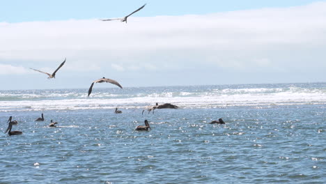 Pelícanos-Marrones-Volando-Bajo-Sobre-Aguas-Poco-Profundas-Del-Océano-Pacífico-Cazando-Peces
