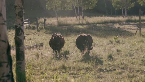 Two-brown-cows-graze-grassy-fields-at-sunset-as-birds-fly-through-the-frame-in-the-background