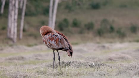 Blue-and-red-Sandhill-Crane-cleans-his-feathers-in-a-freshly-cut-field-1