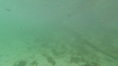 Unterwasser-Süßwassersee-Fluss-Frühlingslandschaft-Mit-Gras--Und-Algenreflexionen-Und-Sonnenstrahlen-Schwimmerbeine-Und-Schnorcheln-In-Florida-Ichetucknee-Flussfischen-Und-Alligatoren-6