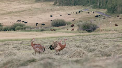 Two-blue-and-red-Sandhill-Crane-flap-their-wings-and-play-in-a-freshly-cut-field-in-slow-motion