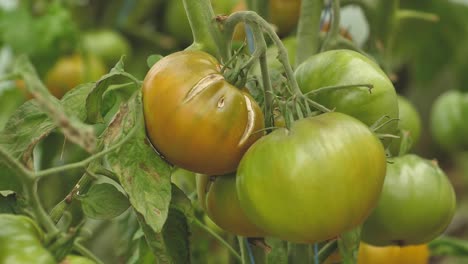 Tomaten-In-Verschiedenen-Farben-Mit-Verschiedenen-Arten-21
