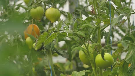 Tomaten-In-Verschiedenen-Farben-Mit-Verschiedenen-Arten-20