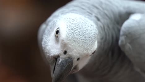 Details-close-up-of-a-wild-congo-African-grey-parrot,-psittacus-erithacus,-staring-and-looking-right-into-the-camera