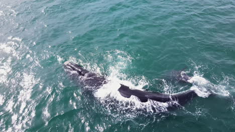 Southern-right-whale-with-jubilant-calf-in-Hermanus-coastal-waters