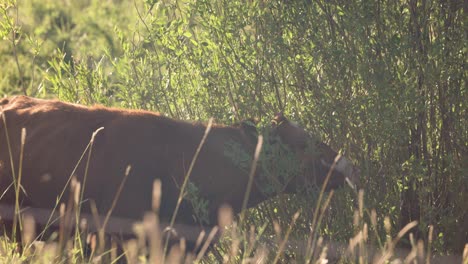 Eine-Braune-Kuh-Grast-Bei-Sonnenuntergang-In-Zeitlupe-Auf-Sträuchern-Auf-Einer-Wiese